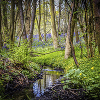 Buy canvas prints of Following into the Woodland Stream by matthew  mallett