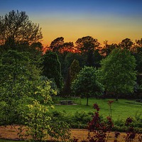 Buy canvas prints of Sunset through the Tree Tops by matthew  mallett