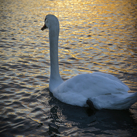Buy canvas prints of Swan Watching the Sunset by matthew  mallett