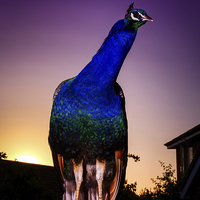 Buy canvas prints of Peacock on Guard at Sunset by matthew  mallett