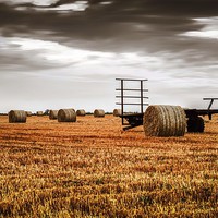 Buy canvas prints of  The Harvest is now complete by matthew  mallett