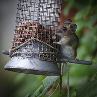Buy canvas prints of  Cheeky Mouse Steals Food by matthew  mallett