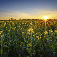 Buy canvas prints of  Balmy April Countryside Sunset by matthew  mallett