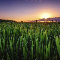 Buy canvas prints of Sunshine smile on the new crops  by matthew  mallett