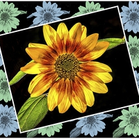 Buy canvas prints of  Sunflower on a Rainy Day by matthew  mallett