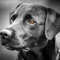 Buy canvas prints of  For The Love Of Labradors by matthew  mallett