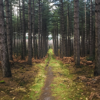Buy canvas prints of  Forest pathway to? by matthew  mallett
