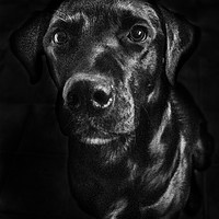 Buy canvas prints of Labrador in Black and White by matthew  mallett