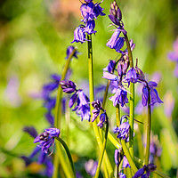 Buy canvas prints of Bluebell Close Up 2016 by matthew  mallett