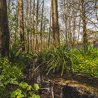 Buy canvas prints of Spring At The Wooded Stream by matthew  mallett
