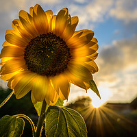 Buy canvas prints of Sunflower Sunsets by matthew  mallett