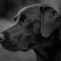 Buy canvas prints of Labrador Attention by matthew  mallett
