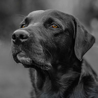 Buy canvas prints of A Labradors Expression by matthew  mallett