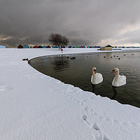 Buy canvas prints of Harwich Swans And Snow by matthew  mallett