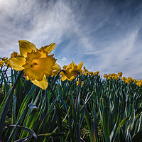 Buy canvas prints of Sunny Daffodil Changing Weather by matthew  mallett