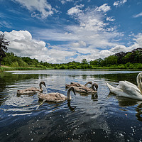 Buy canvas prints of The Swans Of Selbrigg Lake 1 by matthew  mallett
