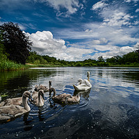 Buy canvas prints of Selbrigg Lake Swans 2 by matthew  mallett