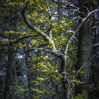 Buy canvas prints of Essex Autumn Tree by matthew  mallett