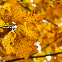 Buy canvas prints of  Autumn Leaves by Andrew Warhurst