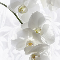 Buy canvas prints of Snow White Phalaenopsis Orchid by Inca Kala