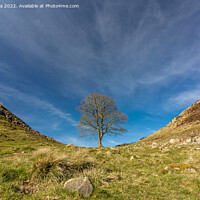 Buy canvas prints of Sycamore Gap - The Lone Tree by Inca Kala