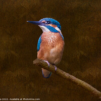 Buy canvas prints of Kingfisher Perched and Posing by Inca Kala