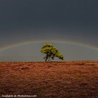 Buy canvas prints of Rainbow Over The Egton Lonley Tree by Inca Kala