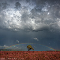 Buy canvas prints of Rainbow And Stom Clouds Over The Lonely Tree by Inca Kala