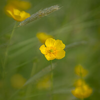 Buy canvas prints of Ethereal Meadow Buttercup by Inca Kala
