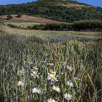 Buy canvas prints of Roseberry Topping and Ox-eye Daisies by Inca Kala