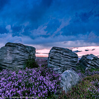 Buy canvas prints of Moorland Heather Under a Stormy Dusk by Inca Kala