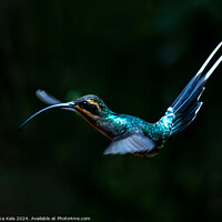 Buy canvas prints of Green Hermit Hummingbird in Flight by Inca Kala