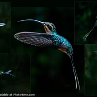 Buy canvas prints of A Montage of Costa Rican Hummingbirds by Inca Kala
