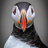 Buy canvas prints of Portrait of a Puffin  by Inca Kala
