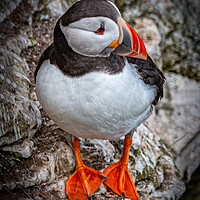 Buy canvas prints of The Posing Puffin by Inca Kala