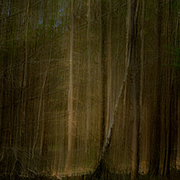 Buy canvas prints of In The Dark Forest by Inca Kala