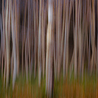 Buy canvas prints of Birchwood Forest by Inca Kala