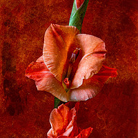 Buy canvas prints of Gladioli Flowers on a Stem by Inca Kala
