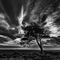 Buy canvas prints of Egton's Lonely Tree Under A Dramatic Sky by Inca Kala