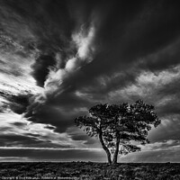 Buy canvas prints of Egton's Lonely Tree Under A Dramatic Sky - Square Series 2 by Inca Kala