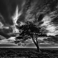 Buy canvas prints of Egton's Lonely Tree Under A Dramatic Sky - Square Series 1 by Inca Kala