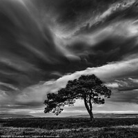 Buy canvas prints of Egton's Lonely Tree Under A Dramatic Sky - Square Series 3 by Inca Kala