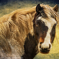 Buy canvas prints of Harris The Horse and His Mane by Inca Kala