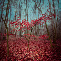 Buy canvas prints of Red Leaves in the Woodland by Inca Kala