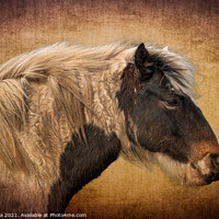 Buy canvas prints of Harris A Horse in Profile  by Inca Kala