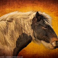 Buy canvas prints of Harris A Horse in Profile  by Inca Kala