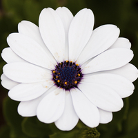Buy canvas prints of White flower by anna collins