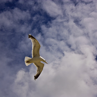 Buy canvas prints of Heavenly Seagull by anna collins