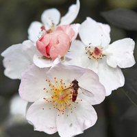 Buy canvas prints of Hover fly on blossom by anna collins