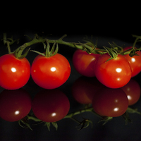 Buy canvas prints of Ripe and juicy Vine tomatoes by anna collins